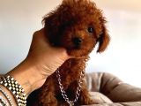 Tuvalet Eğitimli Toys Poodle