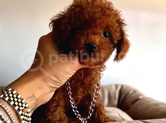 Tuvalet Eğitimli Toys Poodle görsel
