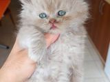 Lilac longhair British
