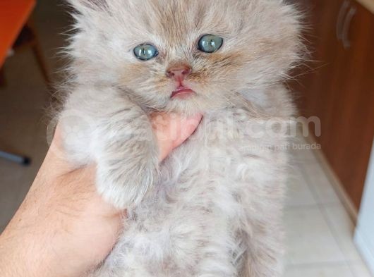 Lilac Longhair British