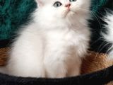 British Shorthair Ve Longhair Ns12 Silver