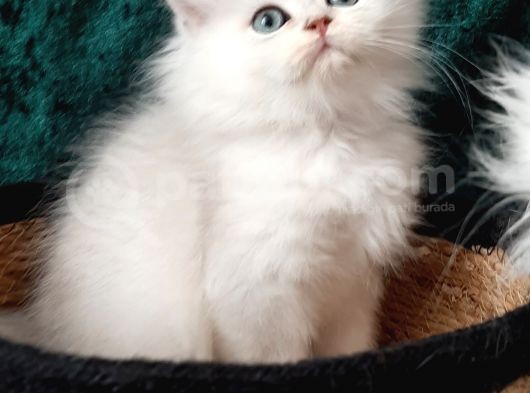 British Shorthair Ve Longhair Ns12 Silver görsel