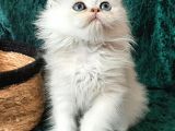 British Shorthair Ve Longhair Ns12 Silver