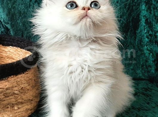British Shorthair Ve Longhair Ns12 Silver görsel