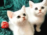 British Shorthair Ve Longhair Ns12 Silver