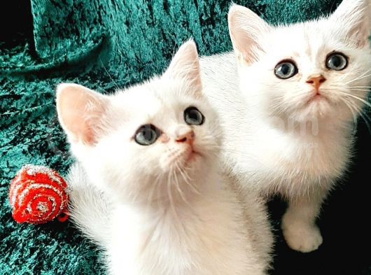 British Shorthair Ve Longhair Ns12 Silver görsel