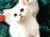 British Shorthair Ve Longhair Ns12 Silver