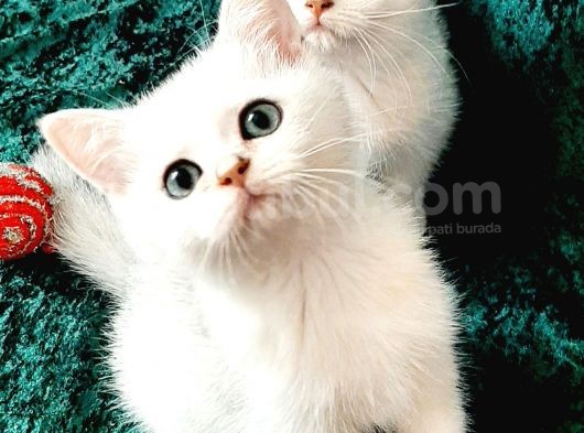 British Shorthair Ve Longhair Ns12 Silver görsel
