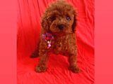 Zeki ve oyun delisi toy poodle 