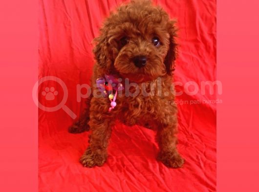 Zeki Ve Oyun Delisi Toy Poodle 