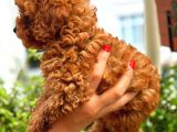 Kore Kan Toy Poodle Di̇şi̇