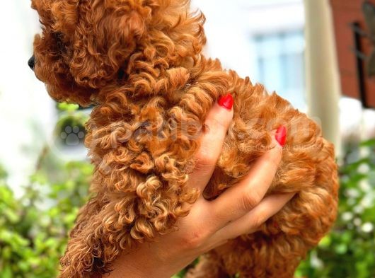 Kore Kan Toy Poodle Di̇şi̇ görsel