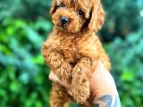 Kore Kan Di̇şi̇ Toy Poodle