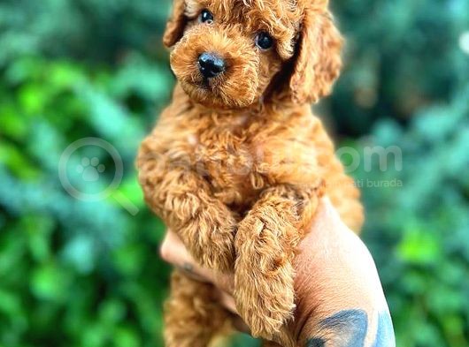Kore Kan Di̇şi̇ Toy Poodle görsel