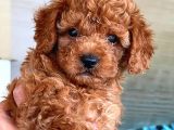 Kore Kan Di̇şi̇ Toy Poodle