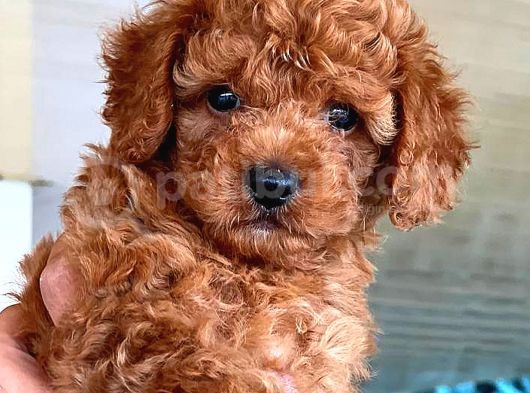 Kore Kan Di̇şi̇ Toy Poodle görsel