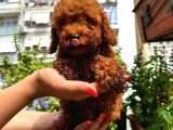 KORE KAN TOY POODLE DİŞİ