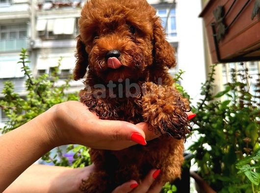 Kore Kan Toy Poodle Di̇şi̇