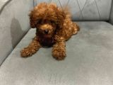 A Kali̇te Poodle Kizlar