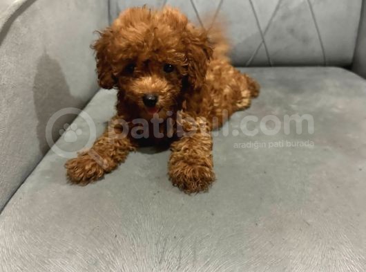 A Kali̇te Poodle Kizlar görsel