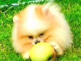 Party Colour Di̇şi̇ Pomerani̇an Boo
