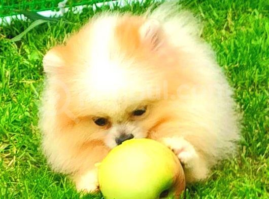 Party Colour Di̇şi̇ Pomerani̇an Boo görsel
