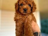 Kore Kan Di̇şi̇ Toy Poodle