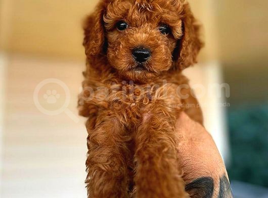 Kore Kan Di̇şi̇ Toy Poodle görsel