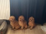 UYGUN APRİCOT TOY POODLE YAVRULARI