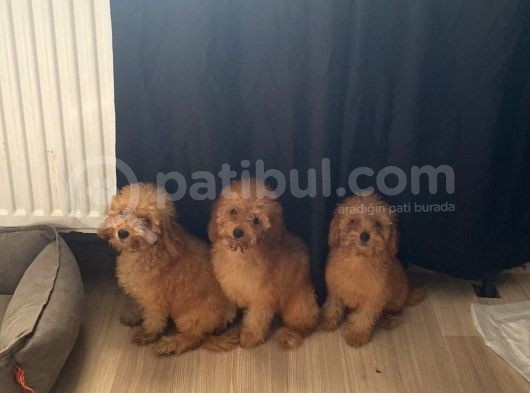 Uygun Apri̇cot Toy Poodle Yavrulari