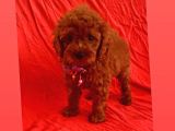 Zeki Ve Oyun Delisi Toy Poodle 