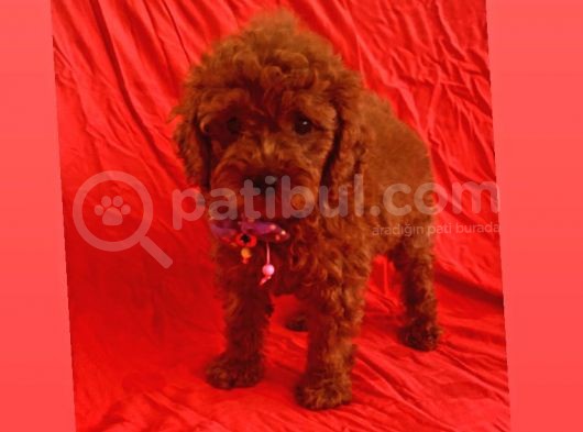 Zeki Ve Oyun Delisi Toy Poodle  görsel