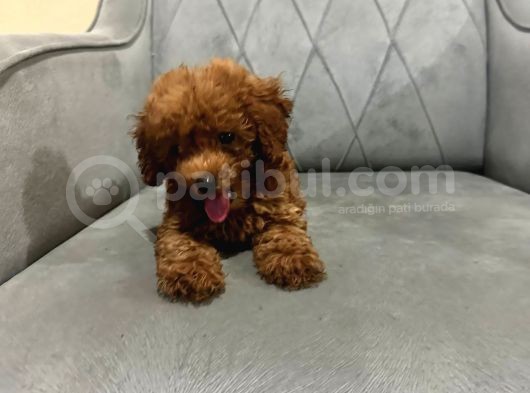 A Kali̇te Poodle Kizlar görsel