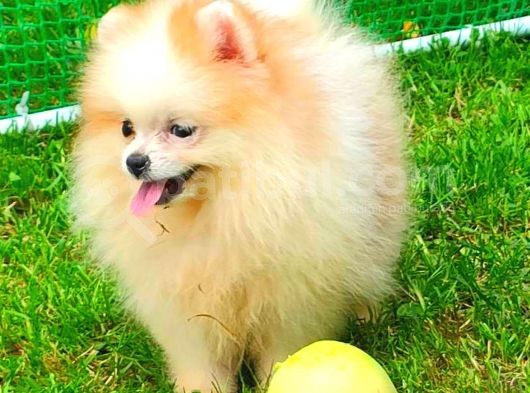 Party Colour Di̇şi̇ Pomerani̇an Boo görsel