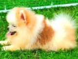 PARTY COLOUR DİŞİ POMERANİAN BOO