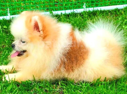 Party Colour Di̇şi̇ Pomerani̇an Boo