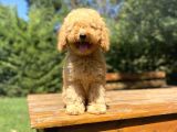Poodle Yavrumuz A Kali̇te Garanti̇li̇