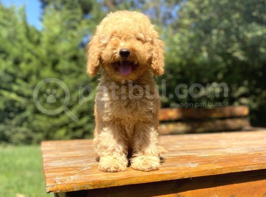 Poodle Yavrumuz A Kali̇te Garanti̇li̇ görsel