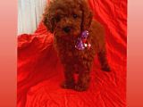 Zeki Ve Oyun Delisi Toy Poodle 