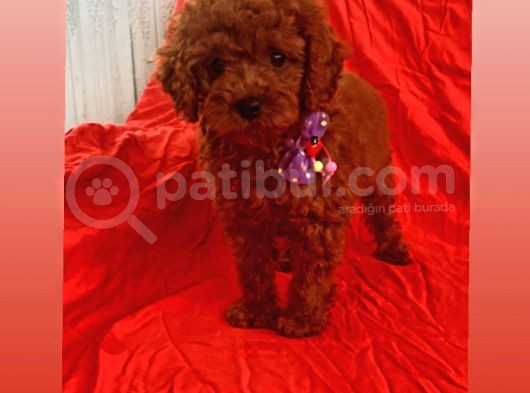 Zeki Ve Oyun Delisi Toy Poodle  görsel