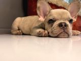 Blue Sable Merle Egzoti̇c French Kizim