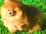 Orange Ayi Surat Pomerani̇an Boo