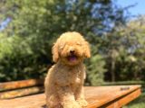 POODLE YAVRUMUZ A KALİTE GARANTİLİ