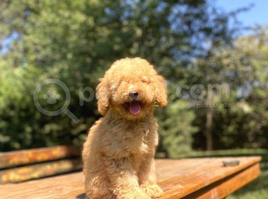 Poodle Yavrumuz A Kali̇te Garanti̇li̇