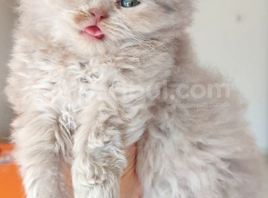 Lilac Longhair British görsel