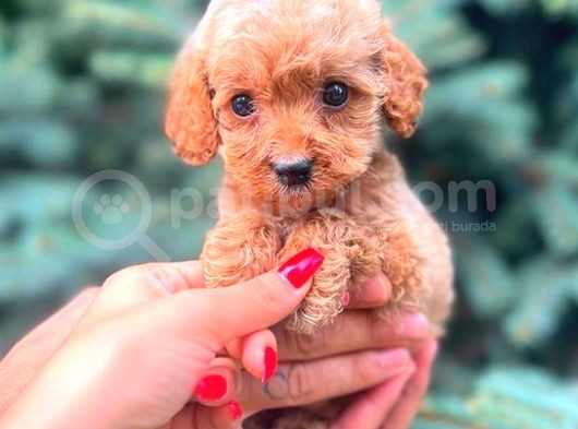 Red Teacup Mi̇ni̇ Boy Malti̇po