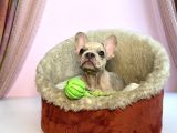 Blue Sable Merle Egzoti̇c French Kizim