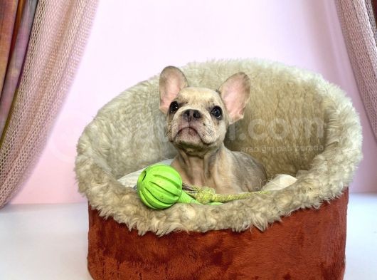 Blue Sable Merle Egzoti̇c French Kizim görsel