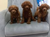 A Kali̇te Poodle Kizlar