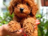 Kore Kan Toy Poodle Di̇şi̇